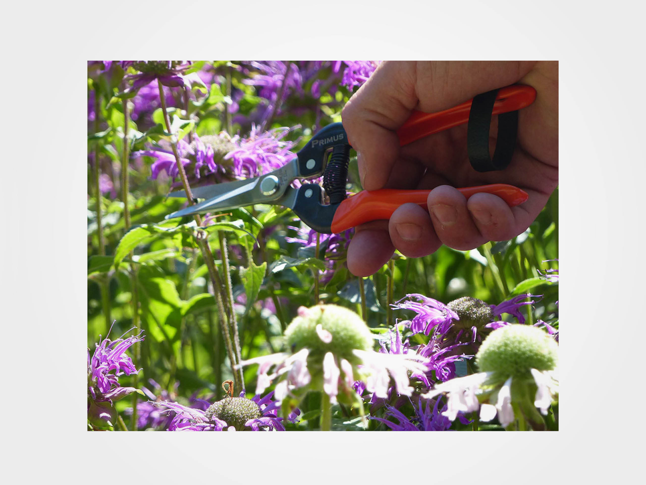 Wunderschere - Garten-Schere